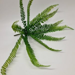 Boston Fern 48 cm