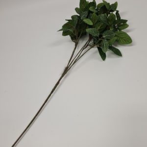 Fittonia