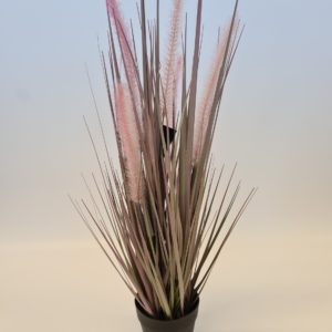 Dogtail Grass in Pot