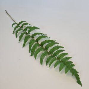 Ladder Fern