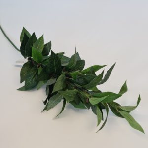 Bay Leaf Spray