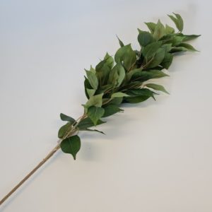 Ficus Spray