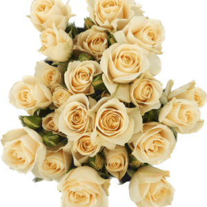 Spray Rose Bali