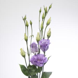 Lisianthus Corelli Lavender Double