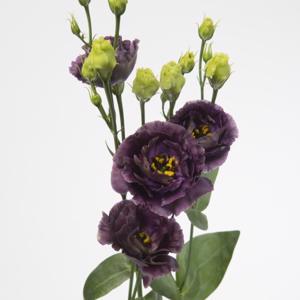 Lisianthus Rosanne Black Pearl Double