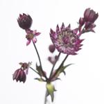 Astrantia Star of Love