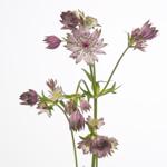 Astrantia Star of Africa
