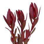 Leucadendron Safari Sunset 70cm