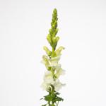 Snapdragons Potomac White