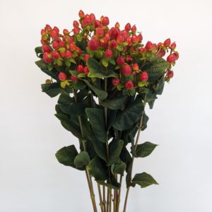 Hypericum Red Single