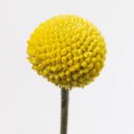 Craspedia Paintball Pop