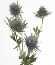 Eryngium Magnetar Questar
