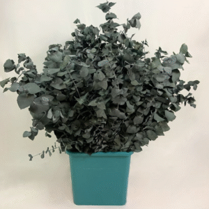 Preserved Euc. Stuartiana Green