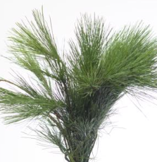 Pinus Strobus